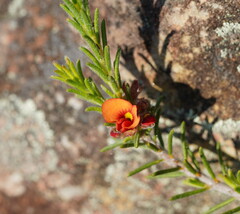 Dillwynia hispida
