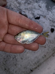 Chloroscombrus chrysurus