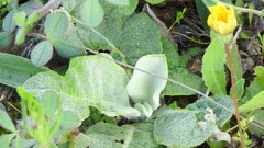 Verbascum pulverulentum