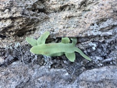 Phlebodium pseudoaureum