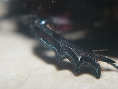 Dichotomius amicitiae