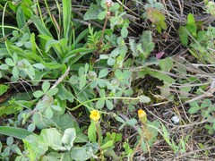Trifolium hirtum