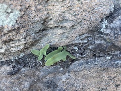 Phlebodium pseudoaureum