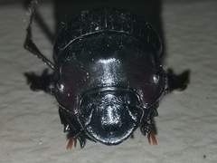 Dichotomius amicitiae