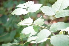 Rubus occidentalis