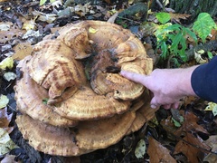 Bondarzewia berkeleyi