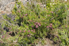 Grevillea confertifolia