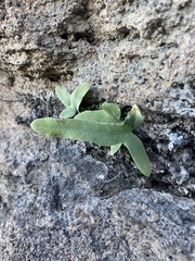 Phlebodium pseudoaureum