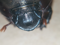 Dichotomius amicitiae