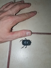 Dichotomius amicitiae