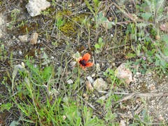 Plantago coronopus