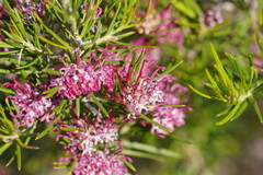 Grevillea confertifolia