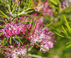 Grevillea confertifolia