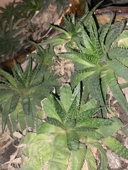 Aristaloe aristata