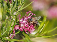 Grevillea confertifolia