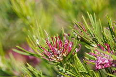 Grevillea confertifolia