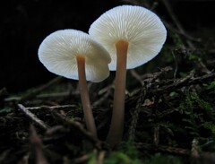 Collybia eucalyptorum