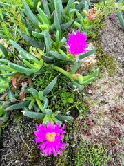 Carpobrotus modestus