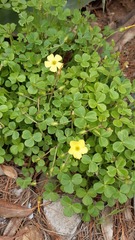 Oxalis megalorrhiza