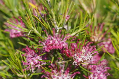 Grevillea confertifolia