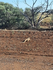 Varanus panoptes panoptes