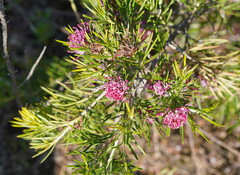 Grevillea confertifolia
