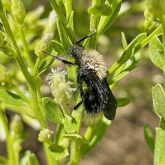 Dasymutilla sackenii