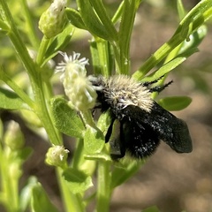 Dasymutilla sackenii