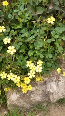 Oxalis megalorrhiza