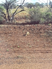 Varanus panoptes panoptes
