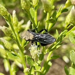 Dasymutilla sackenii