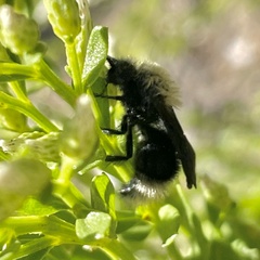 Dasymutilla sackenii