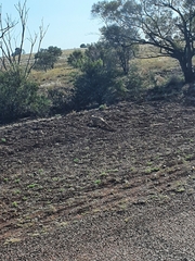 Varanus panoptes panoptes