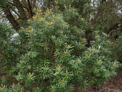 Banksia seminuda