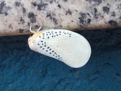 Poekilloptera phalaenoides