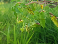 Stagmatoptera
