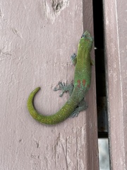 Phelsuma laticauda laticauda
