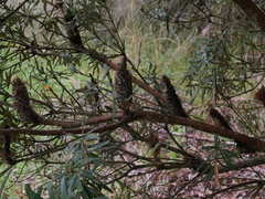 Banksia seminuda