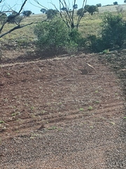 Varanus panoptes panoptes