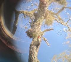 Campephilus leucopogon