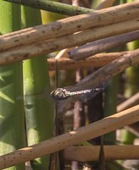 Rhionaeschna multicolor