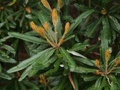 Banksia seminuda