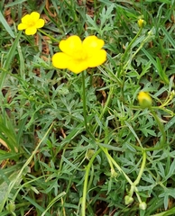 Ranunculus lappaceus