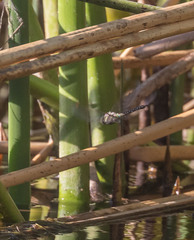 Rhionaeschna multicolor