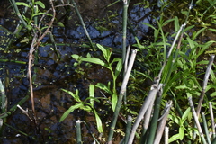 Myosotis laxa