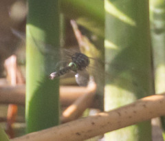 Rhionaeschna multicolor