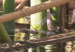 Rhionaeschna multicolor