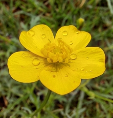 Ranunculus lappaceus
