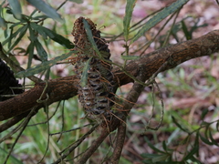 Banksia seminuda