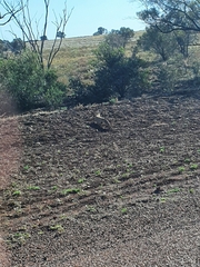 Varanus panoptes panoptes